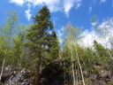 Trees on rocky cliff